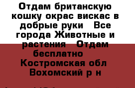 Отдам британскую кошку окрас вискас в добрые руки - Все города Животные и растения » Отдам бесплатно   . Костромская обл.,Вохомский р-н